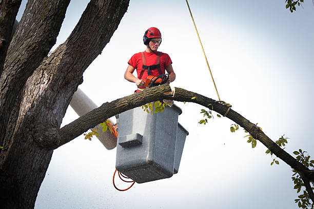 Reliable Nellis Af, NV Tree Services Solutions